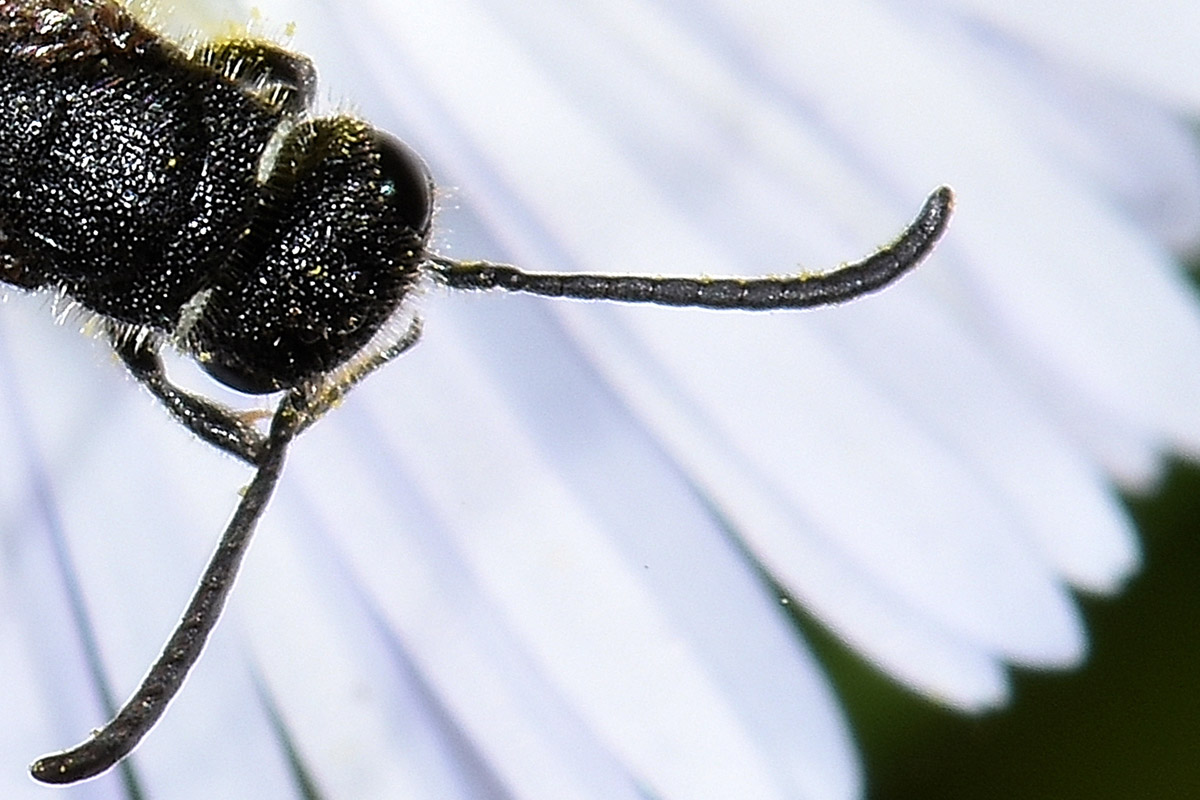 Sapygidae: Sapygina decemguttata